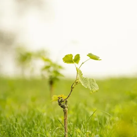 Stockers Kleines Dorfhotel 4* Deutsch Goritz