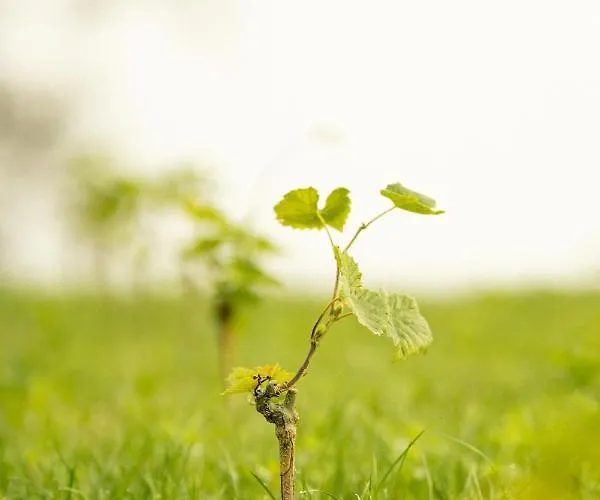 Stockers Kleines Dorfhotel 4* Deutsch Goritz